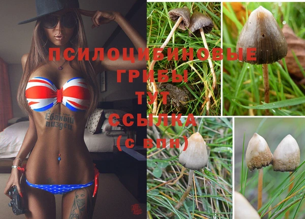 шишки Алзамай